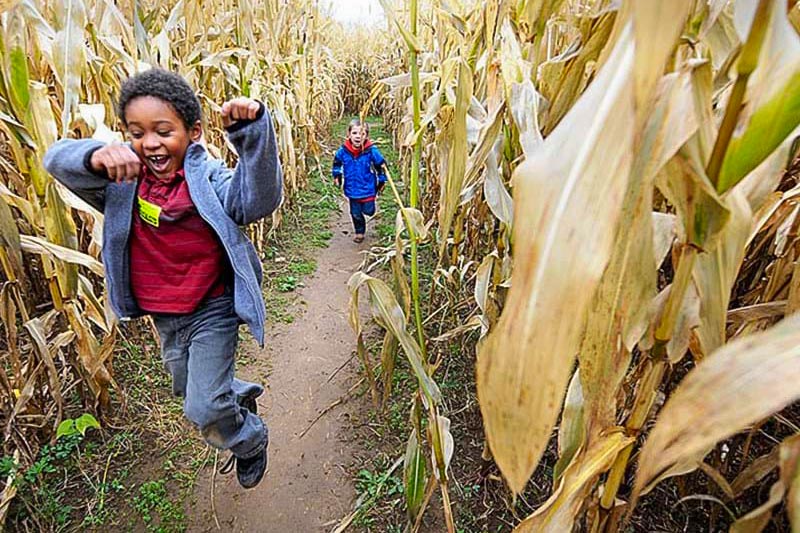 Young kids running between corn stalks